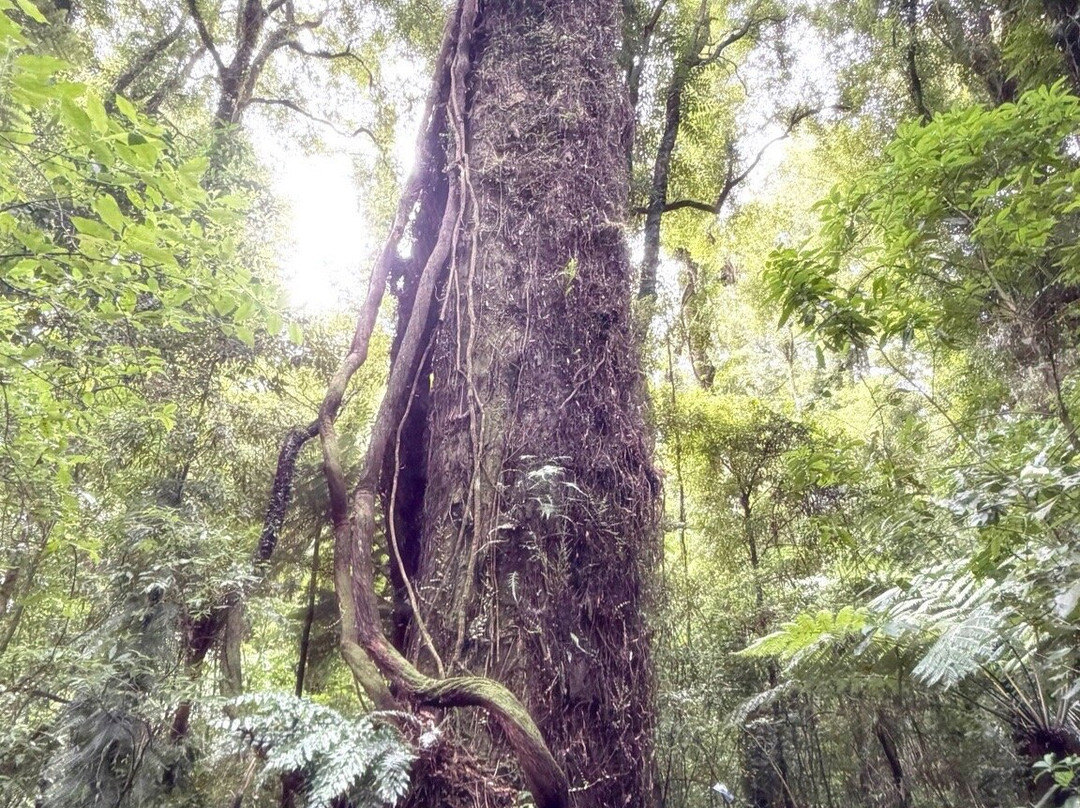 Sanctuary Mountain Maungatautari-Pukeatua必去景点