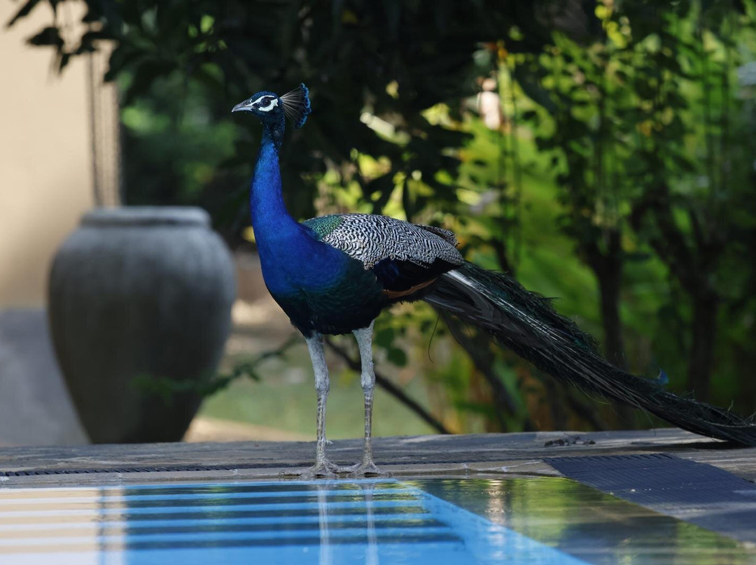 香格里-兰卡村酒店主图