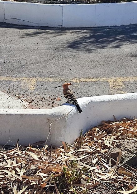 巴利亚唐佩德罗俱乐部酒店-旅行者