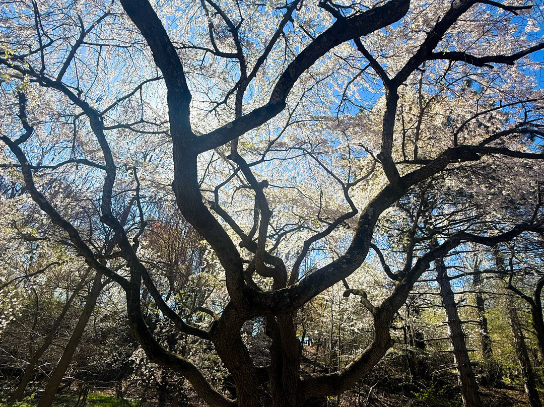 Branch Brook Park-纽瓦克必去景点