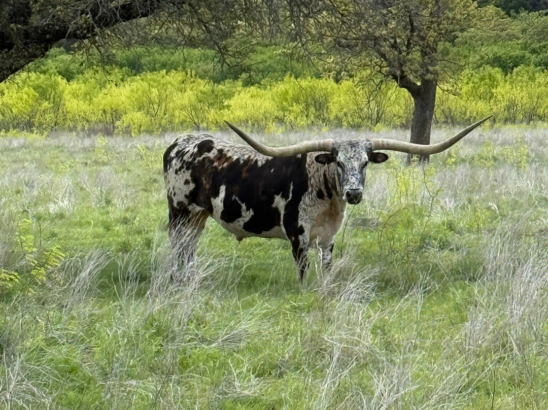 Wildcatter Ranch主图