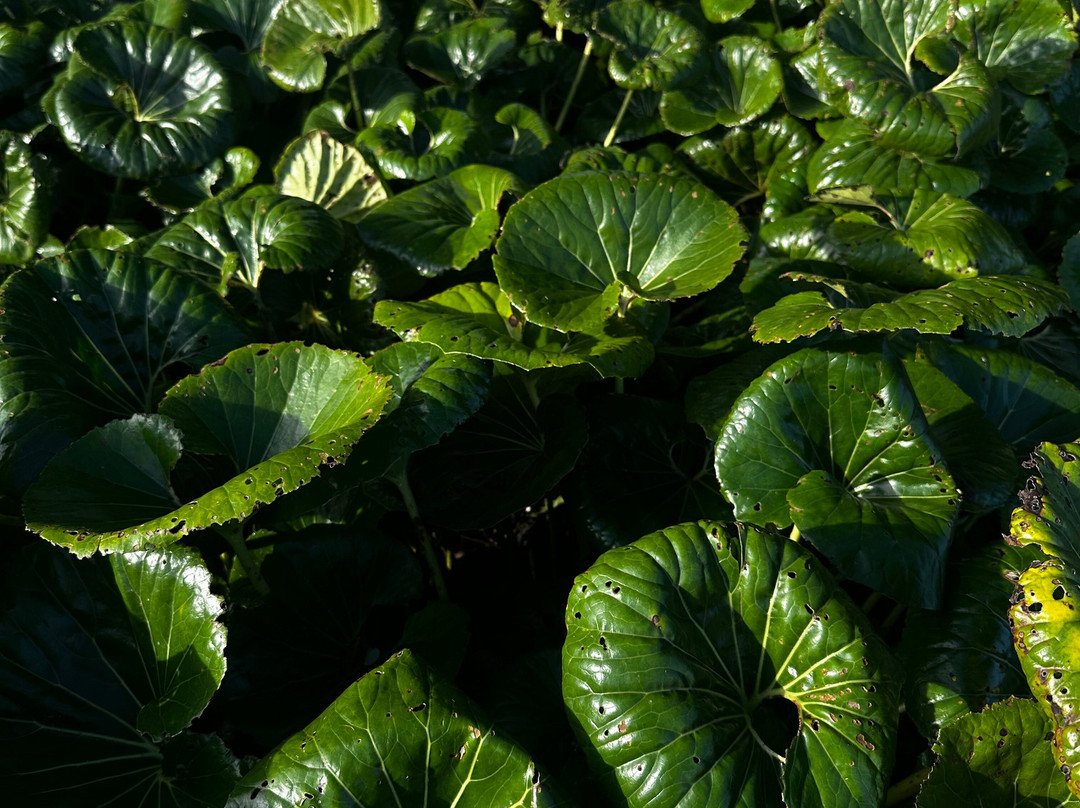 Auckland Botanic Gardens-奥克兰必去景点
