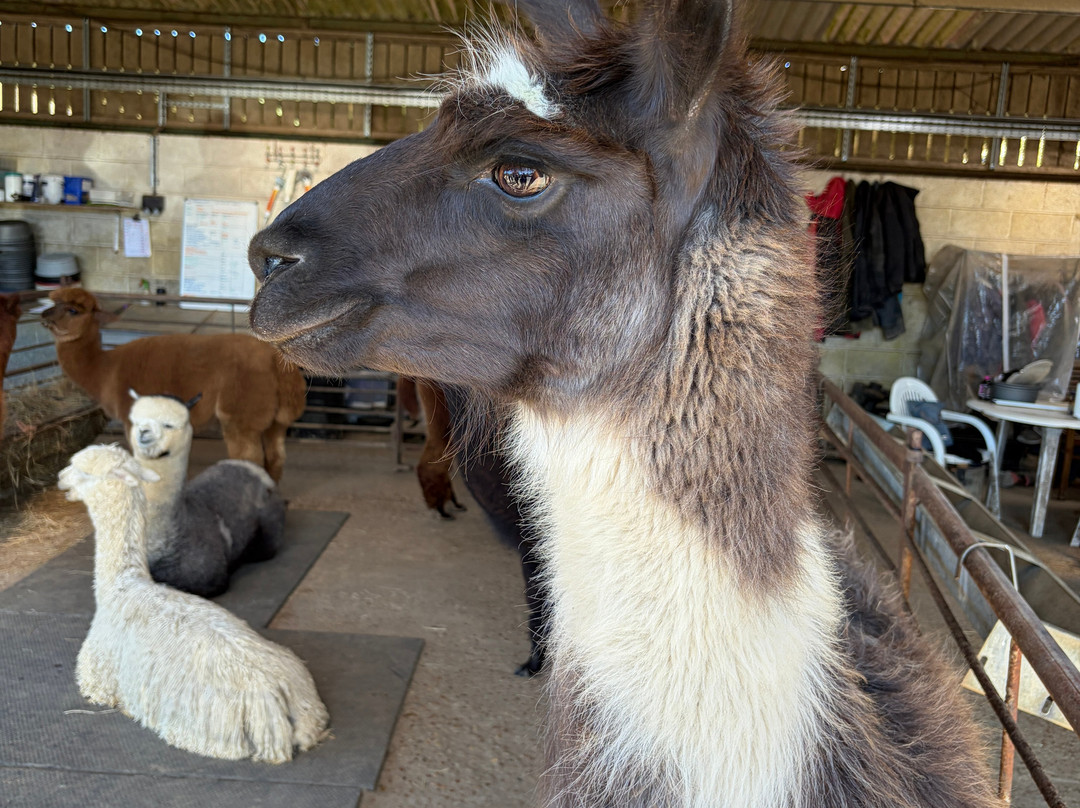 Alpaca Walking - With Spring Farm Alpacas-Fletching必去景点