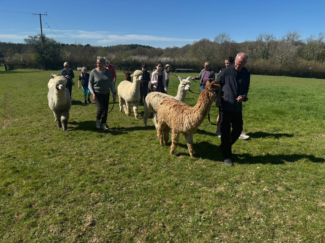 Alpaca Walking - With Spring Farm Alpacas-Fletching必去景点