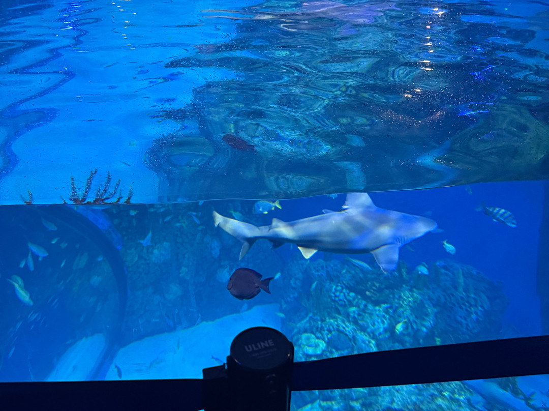 Mote Marine Laboratory & Aquarium-萨拉索塔必去景点