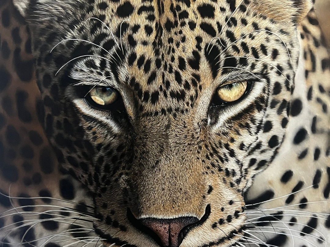 Warren Cary Wildlife Gallery-霍德斯普鲁特必去景点