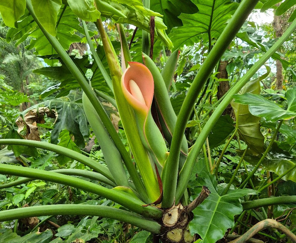 伊甸园植物园-Bodelva必去景点