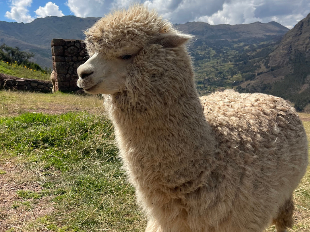 SAM Travel Peru-库斯科必去景点
