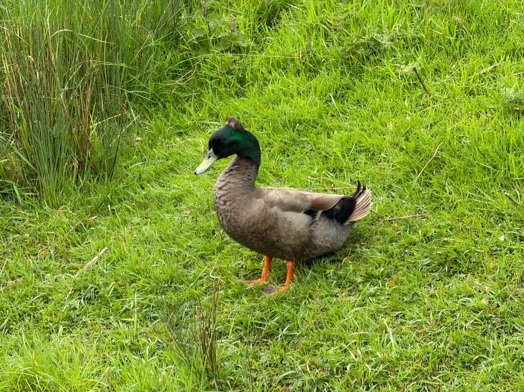Doneraile Wildlife Park-Doneraile必去景点