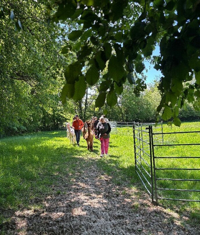 Alpaca Walking - With Spring Farm Alpacas-Fletching必去景点