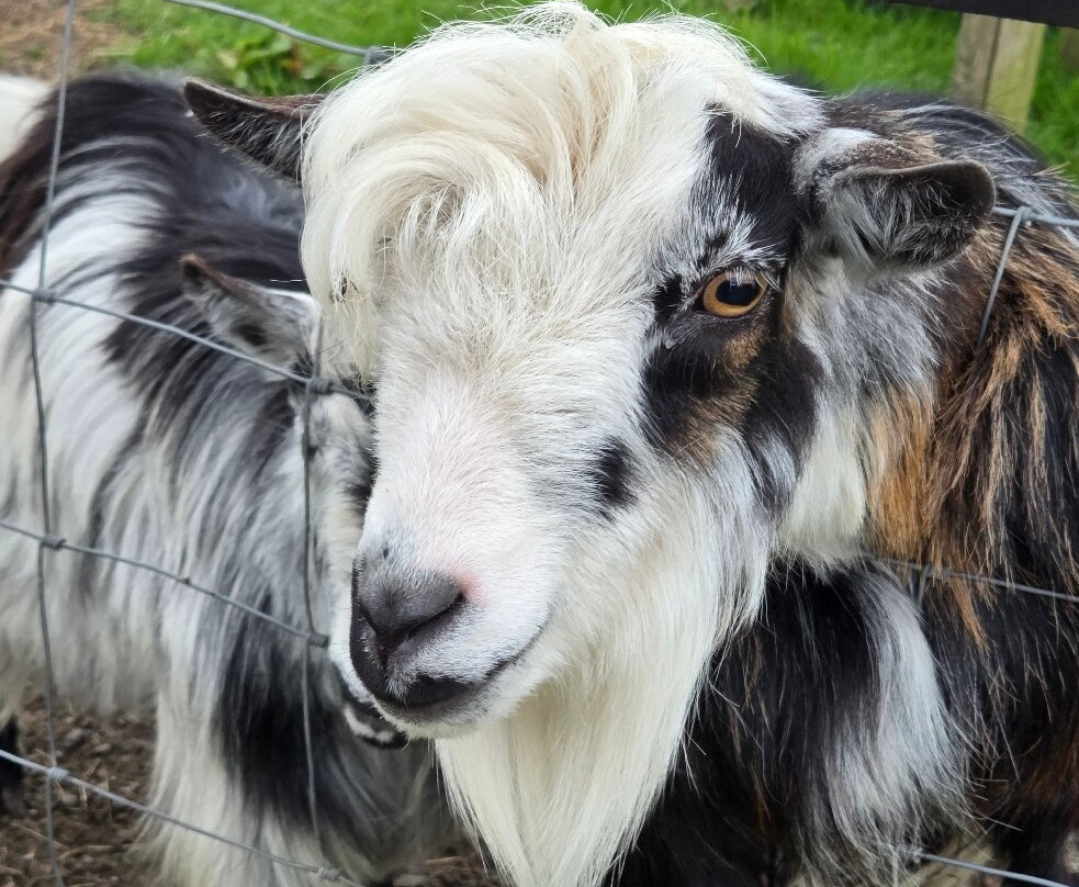 Errigal View Pet Farm-Gweedore必去景点