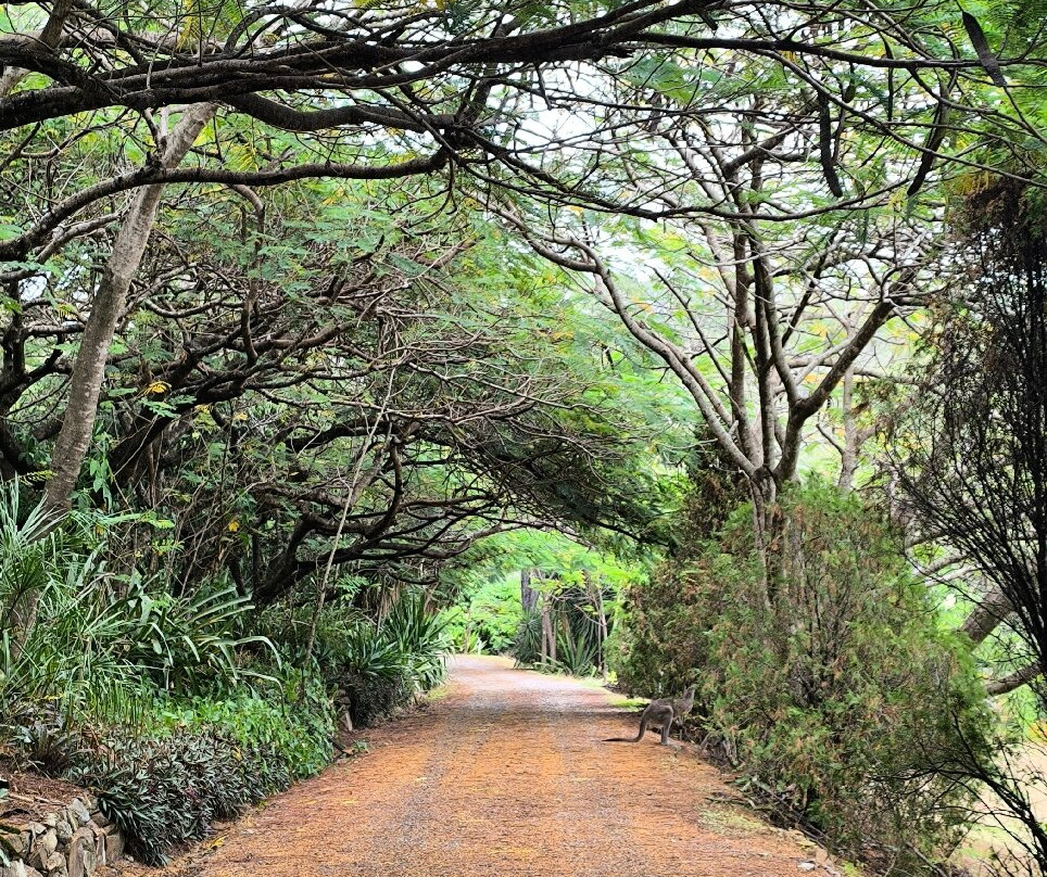 Horizons Kangaroo Sanctuary & Camp Ground-Agnes Water必去景点