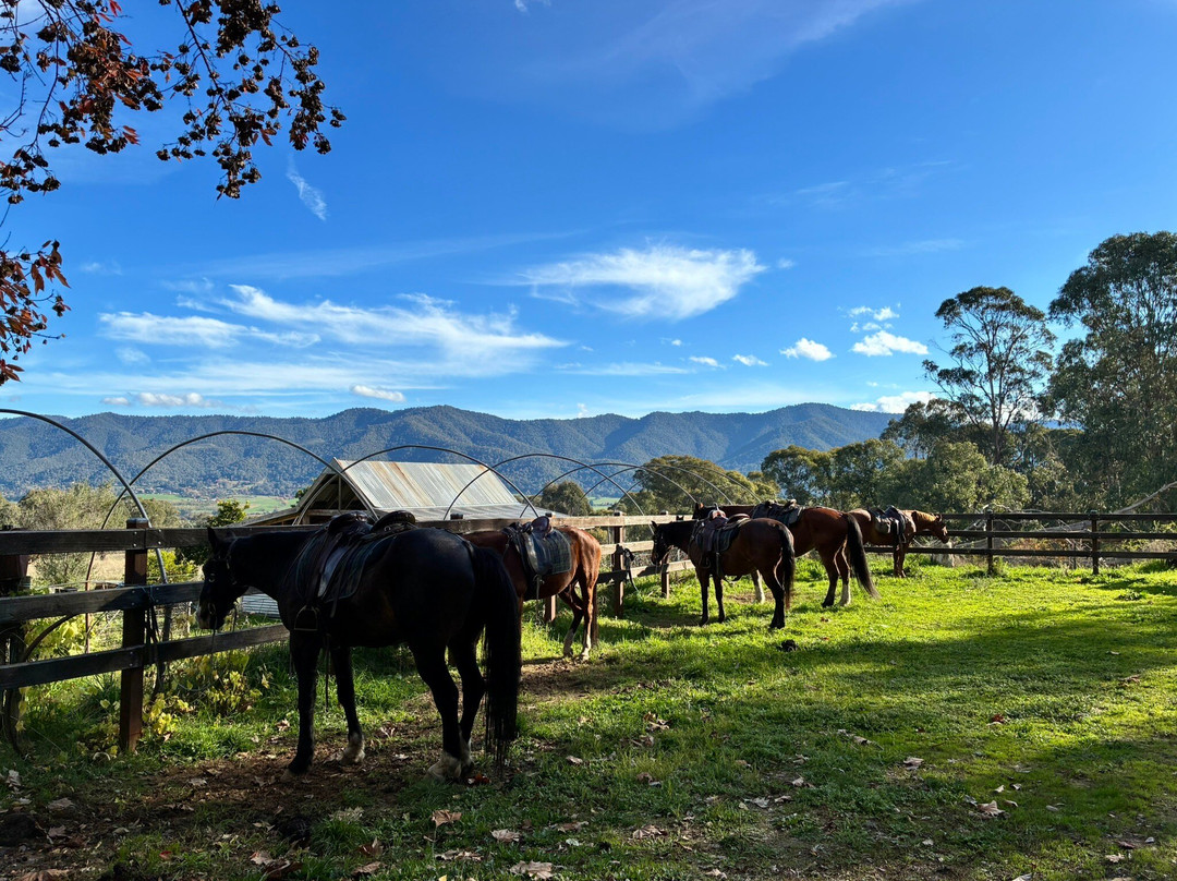 Bogong Horseback Adventures-Tawonga必去景点