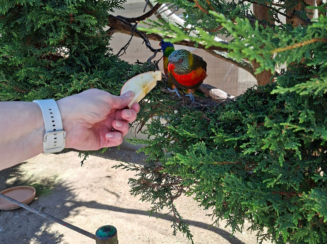 Canberra Walk in Aviary-尼克斯必去景点