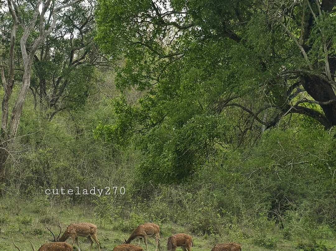 Mudumalai National Park-乌提必去景点