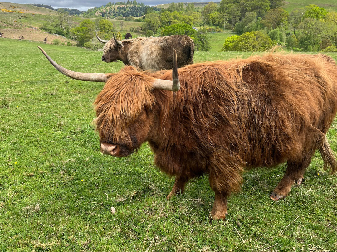 Nether Glenny Farm - Coos and Views-斯特灵必去景点