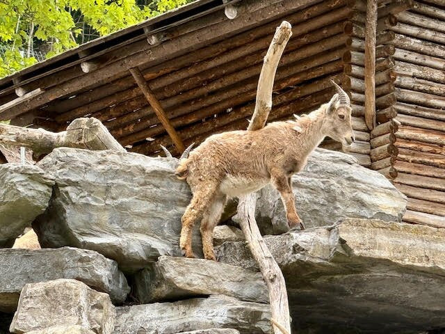Alpine Wildlife Park Interlaken-因特拉肯必去景点