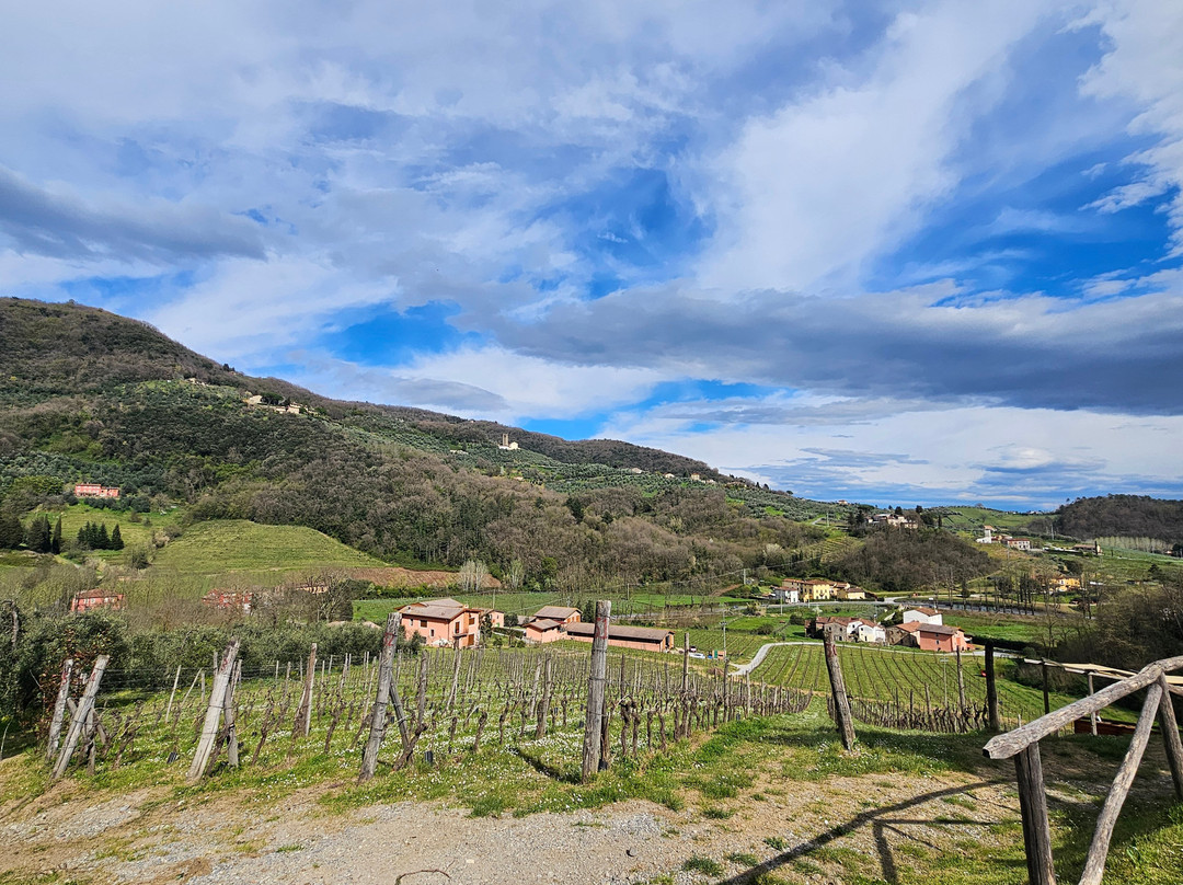 Tenuta Adamo Winery-卢卡必去景点