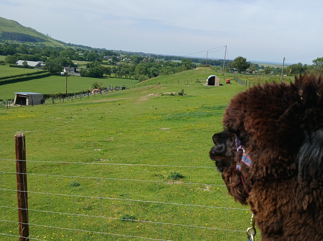 Antur Alpaca At Geufron Farm-Tywyn必去景点