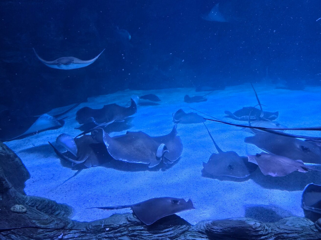里普利水族管-美特尔海滩必去景点
