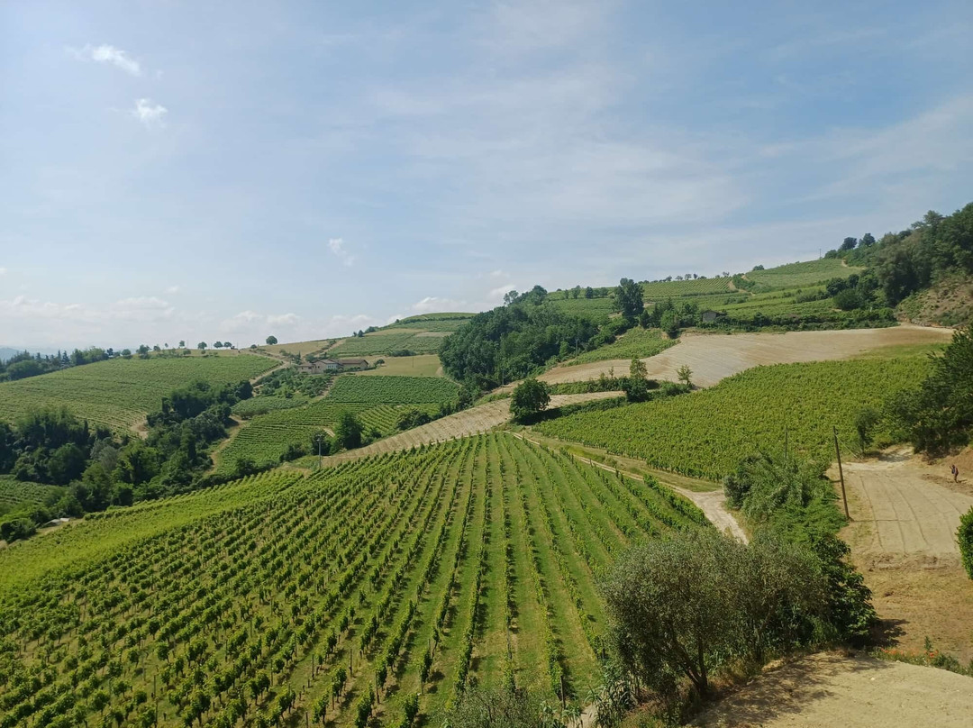 Azienda Agricola Gallo-Montabone必去景点