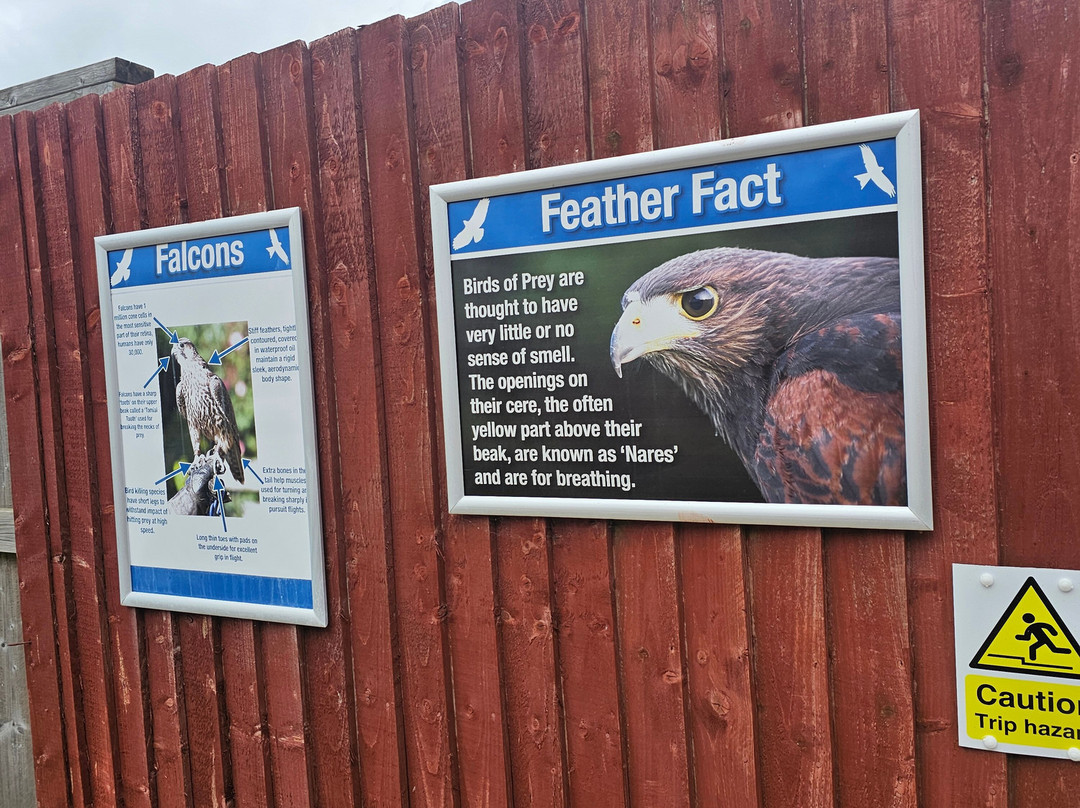 Feathers and Fur Falconry Centre-布拉克内尔必去景点