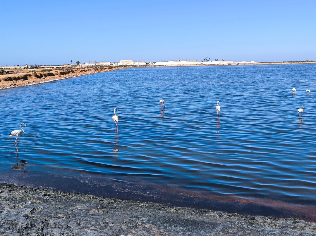 Parque Regional Salinas-San Pedro del Pinatar必去景点
