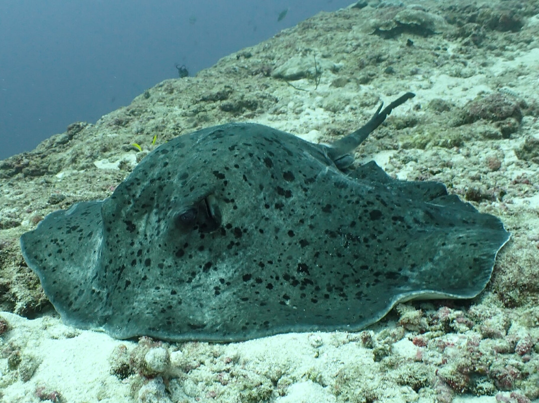 Fulidhoo Dive & Water Sports-Fulidhoo必去景点