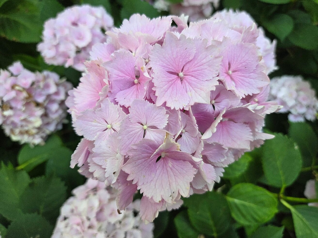 Circuit des Hortensias-Ploermel必去景点