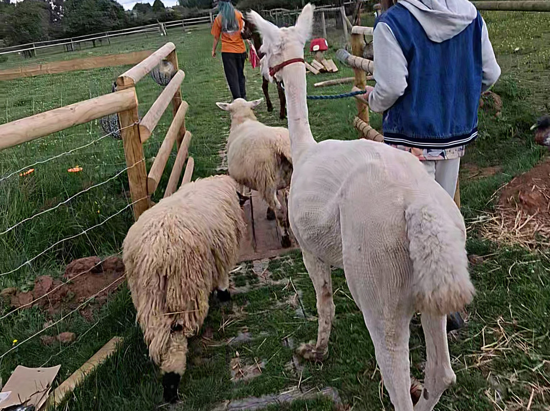 Lucky Tails Alpaca Farm-Atherstone必去景点