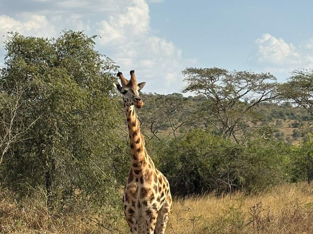 Devine African Safaris-吉佳利必去景点