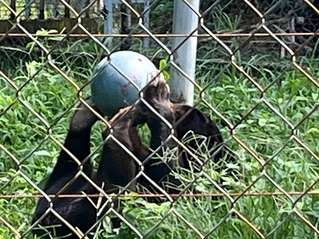 Free the Bears-琅勃拉邦必去景点