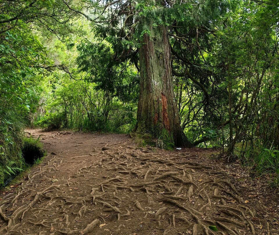 Levada Do Caldeirao Verde-Santana必去景点
