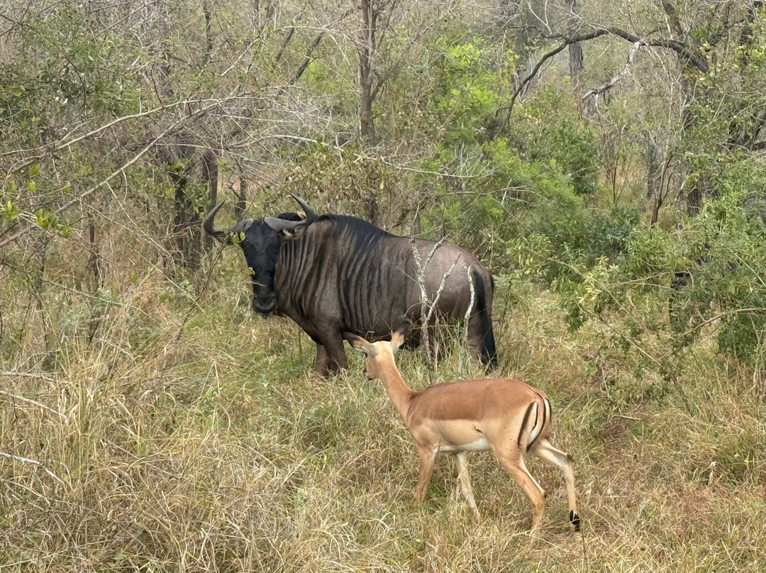 Southern Kruger Safaris-玛洛斯帕克必去景点
