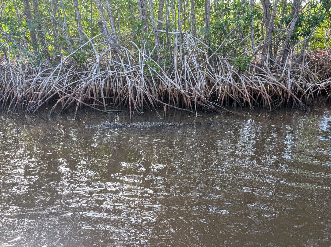 Captain Jack's Airboat Tours-大沼泽地必去景点