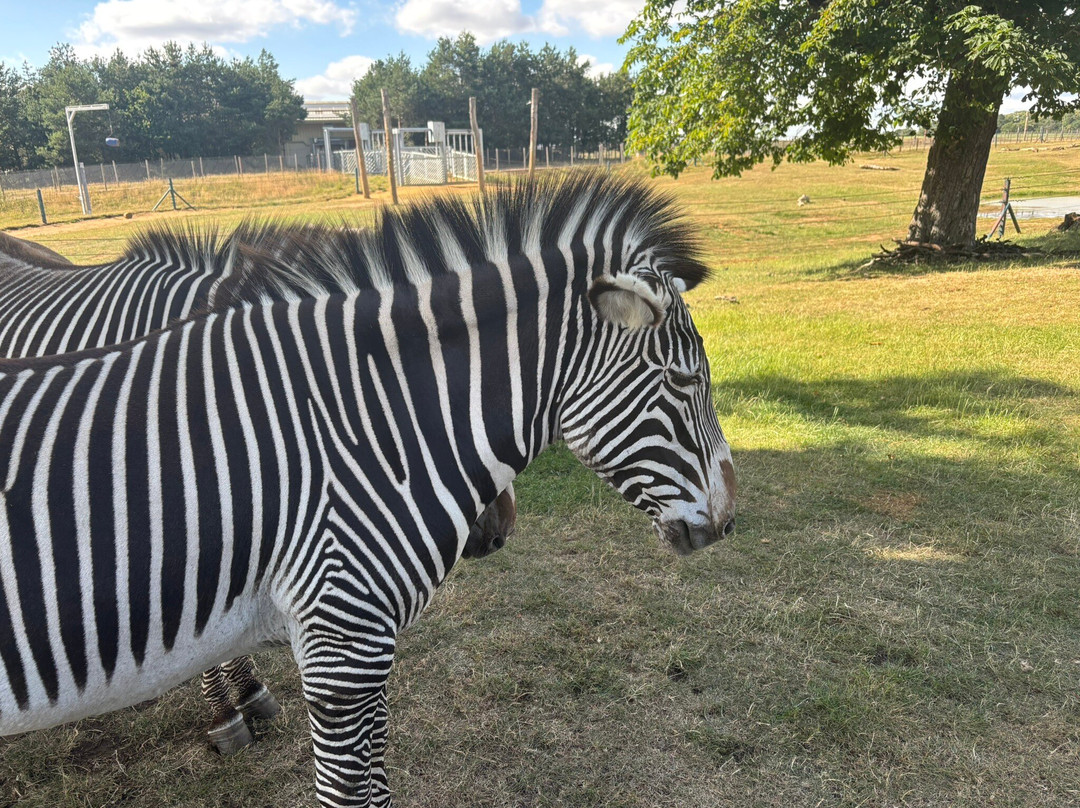 Woburn Safari Park-Woburn必去景点