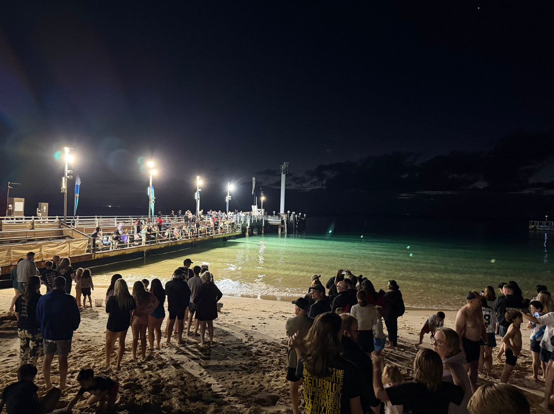 Tangalooma Wild Dolphin Feeding Program-天阁露玛必去景点
