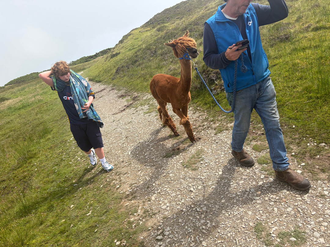Wild Alpaca Way