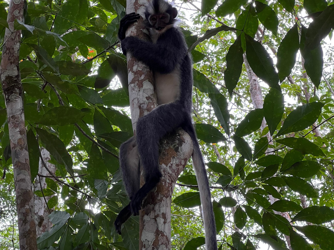 Bukit Lawang Trekking-武吉拉旺必去景点