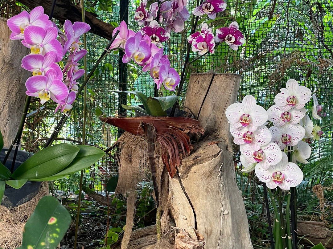 Jardin de Orquideas de Sitio Litre-德拉克鲁兹索尔港必去景点