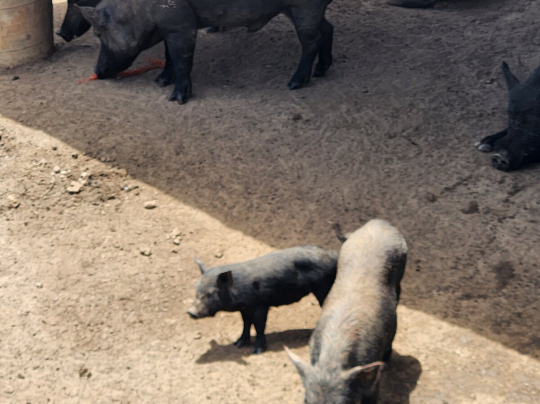Philip's Animal Garden-Noord必去景点