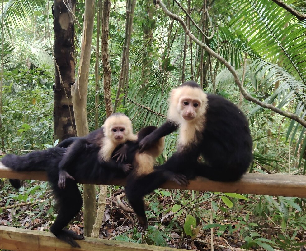 Manuel Antonio National Park-哥斯达黎加安东尼奥国家公园必去景点
