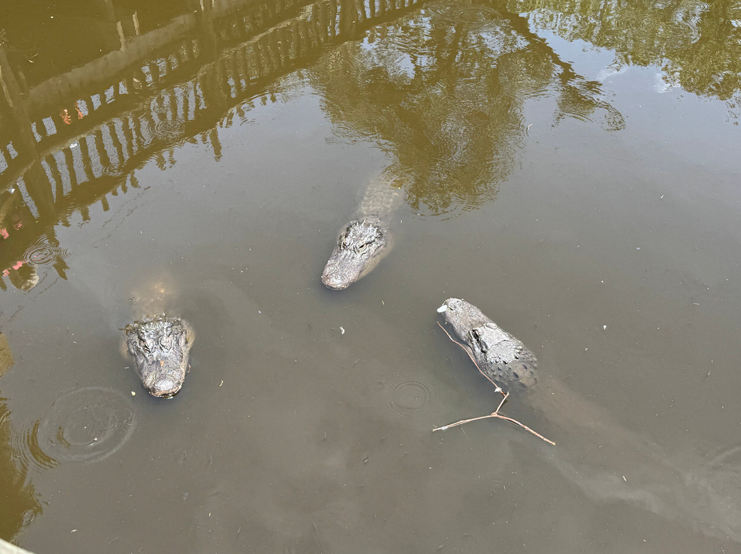 St. Augustine Alligator Farm Zoological Park-圣奥古斯丁必去景点
