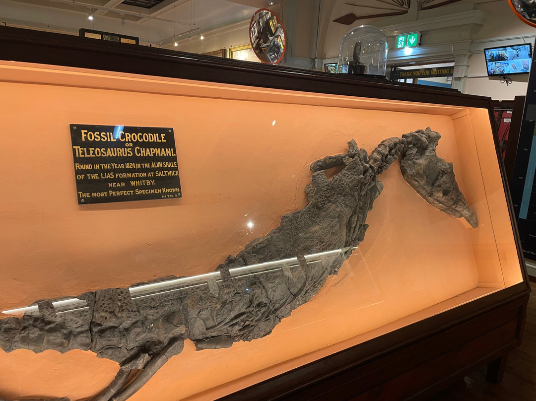 Whitby Museum-惠特比必去景点