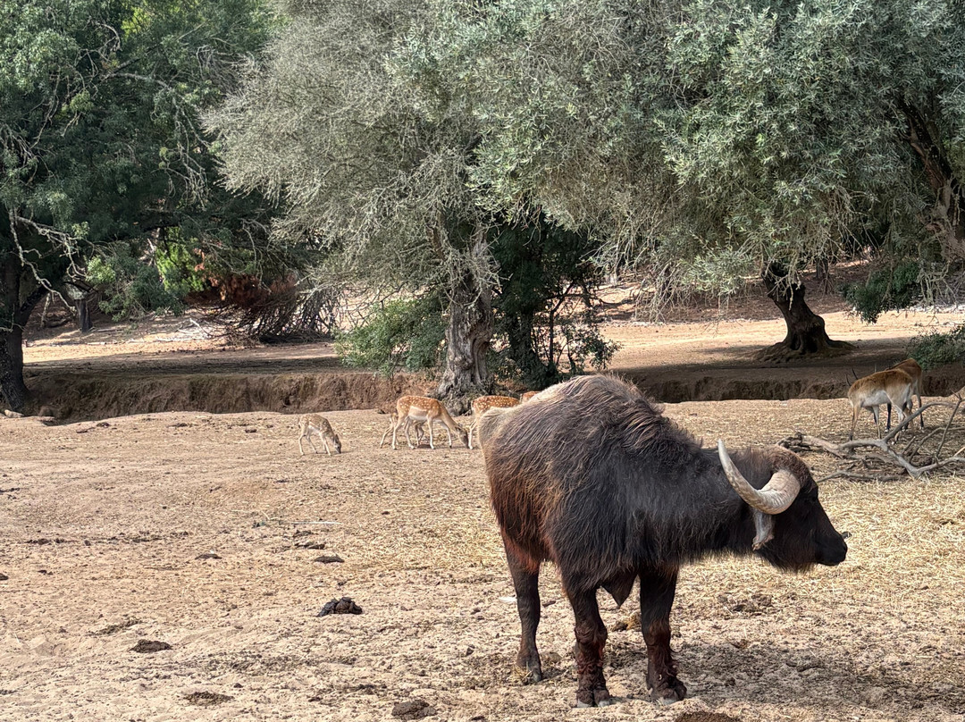 Badoca Safari Park-Santiago do Cacem必去景点