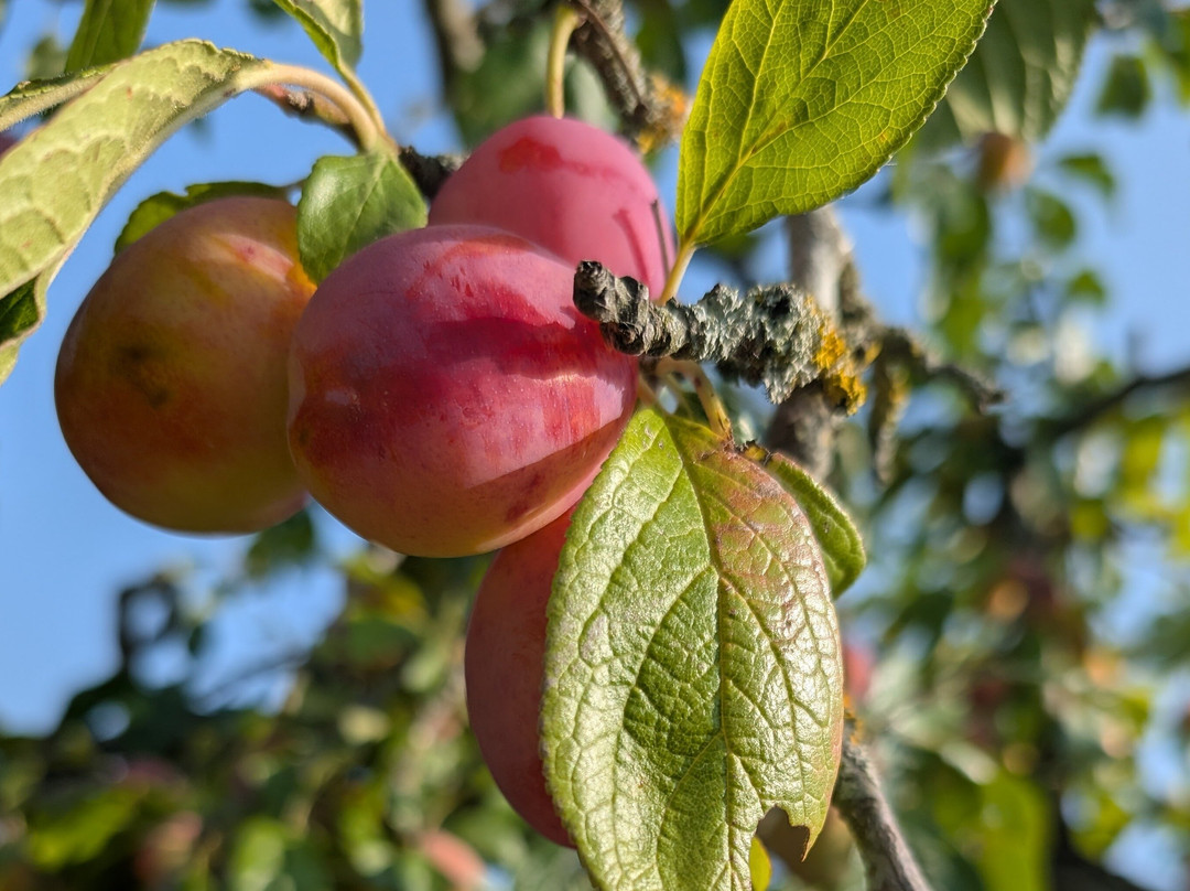 Bloomfield Fruit Farm