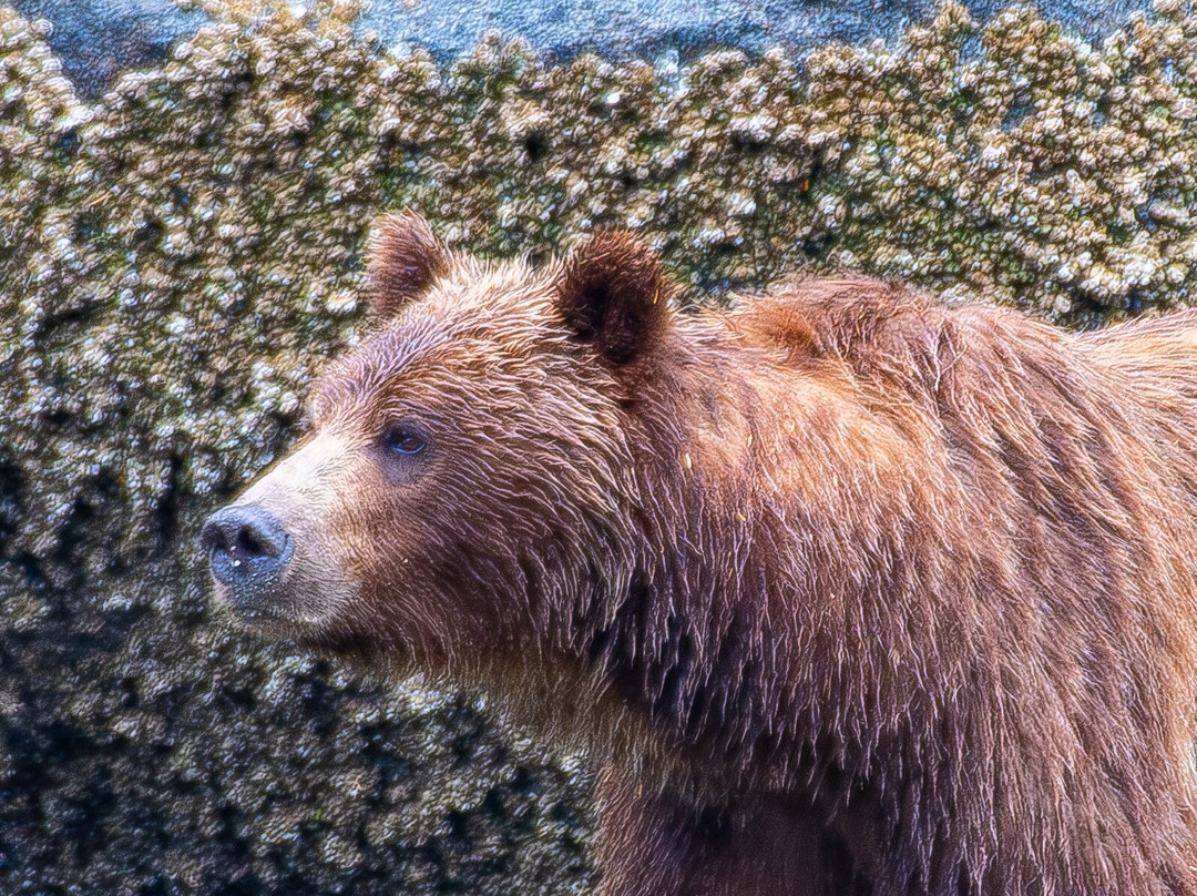 Tide Rip Grizzly Tours-Telegraph Cove必去景点