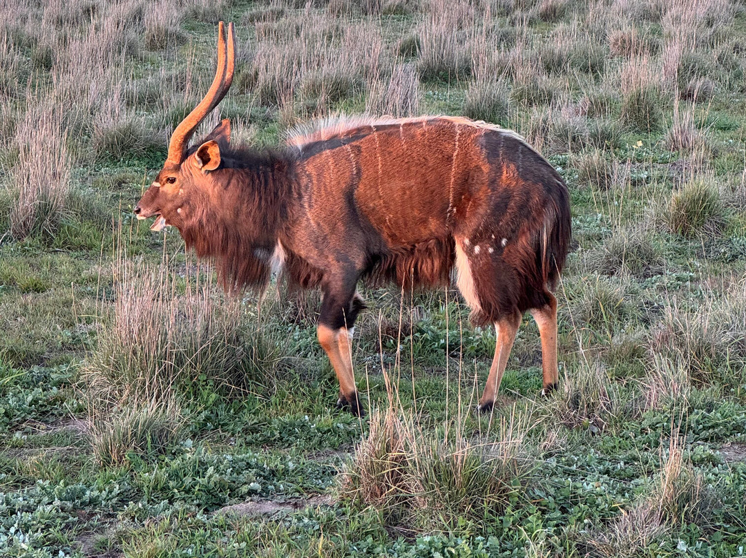 Monarto Safari Park-Monarto必去景点