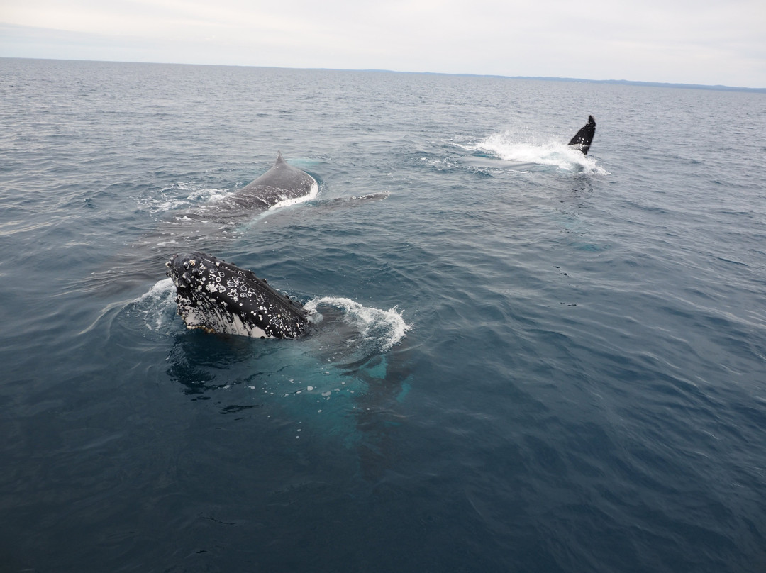 Hervey Bay Whale Watch-尤兰根必去景点