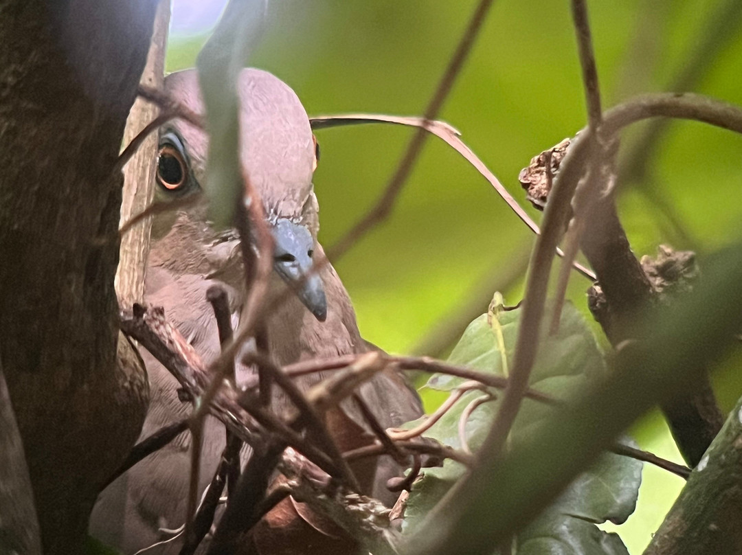 Corcovado Guia CR-希门尼斯港必去景点